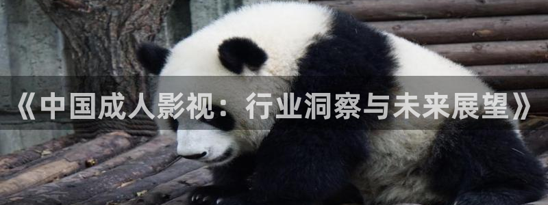 6080新视觉论：《中国成人影视：行业洞察与未来展望》